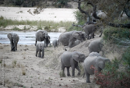 Canvas Print African elephants in the savannah