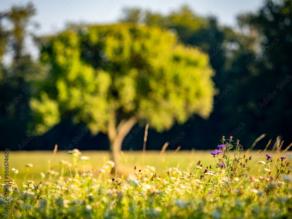Fototapeta premium Schöner großer Baum einzel stehend auf einer Wiese