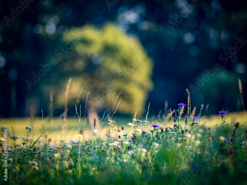 Schöner großer Baum einzel stehend auf einer Wiese photo