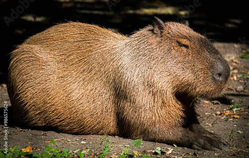 Fotografie capybara