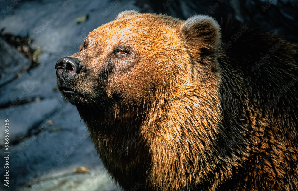 Obraz premium brown bear in the water