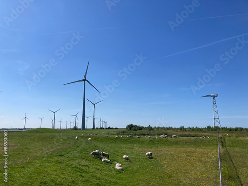 Windmills in Netherlands with sheep farm in front of it photo