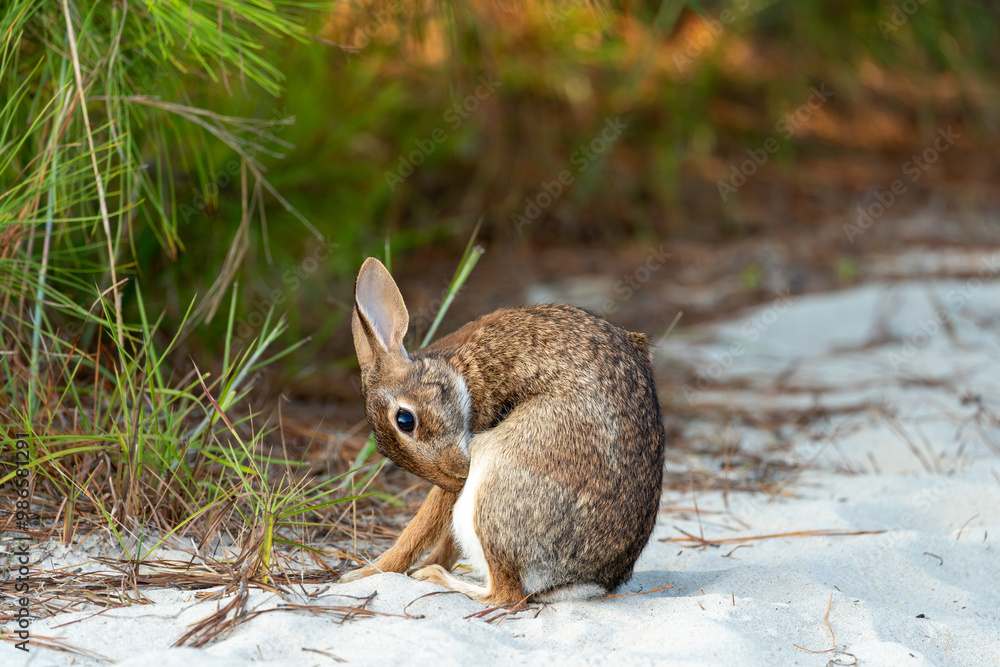 Wild rabbit grooming itself while sitting in the sand on Assateague island Wild rabbit grooming itself while sitting in the sand on Assateague island