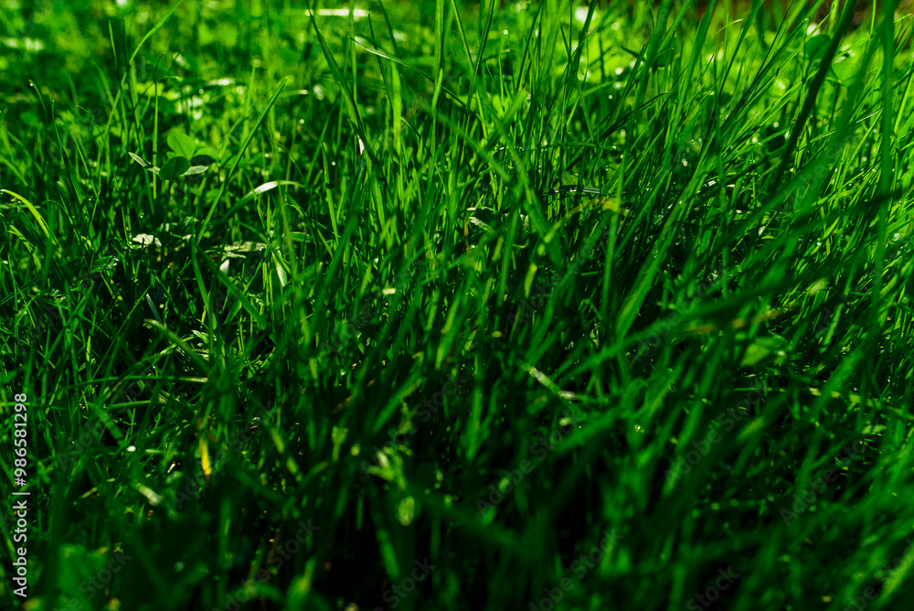 this is an abstract background of green grass this is an abstract background of green grass