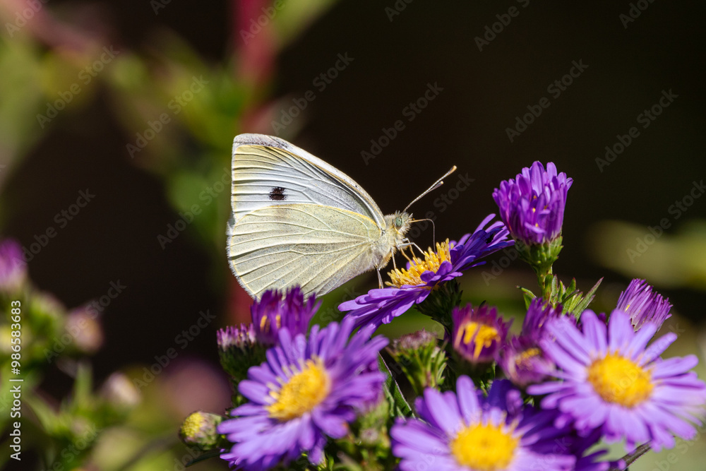 A Small white butterfly (Pieris rapae) on Michaelmas daisies (Aster) A Small white butterfly (Pieris rapae) on Michaelmas daisies (Aster)