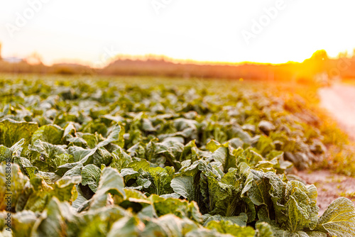 Sunlit Cabbage Field at Sunrise - Close-Up of Green Leaves in a Rural Agricultural Landscape