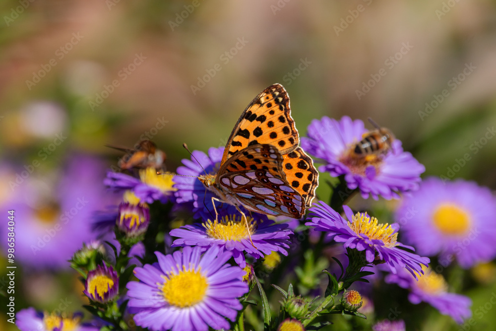 A Queen of Spain fritillary (Issoria lathonia), resting on Michaelmas daisies (Aster). A Queen of Spain fritillary (Issoria lathonia), resting on Michaelmas daisies (Aster).