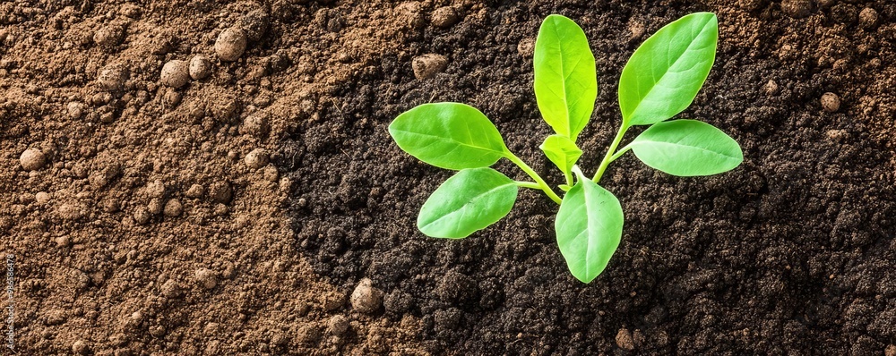 Naklejka premium Sandy soil mixed with organic compost to support plant growth, illustrating soil enhancement