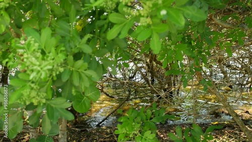 Close up Low view of green mangrove trees leaves with sand in front and small waves in water from bay reflecting sunlight. Green leafs with water and sun sparkling through in the afternoon in Florida.