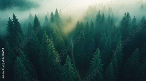  Aerial view of a dense evergreen forest covered in mist at dawn. A narrow winding path cuts through the trees, with soft light filtering through the fog, creating a tranquil, mysterious atmosphere.