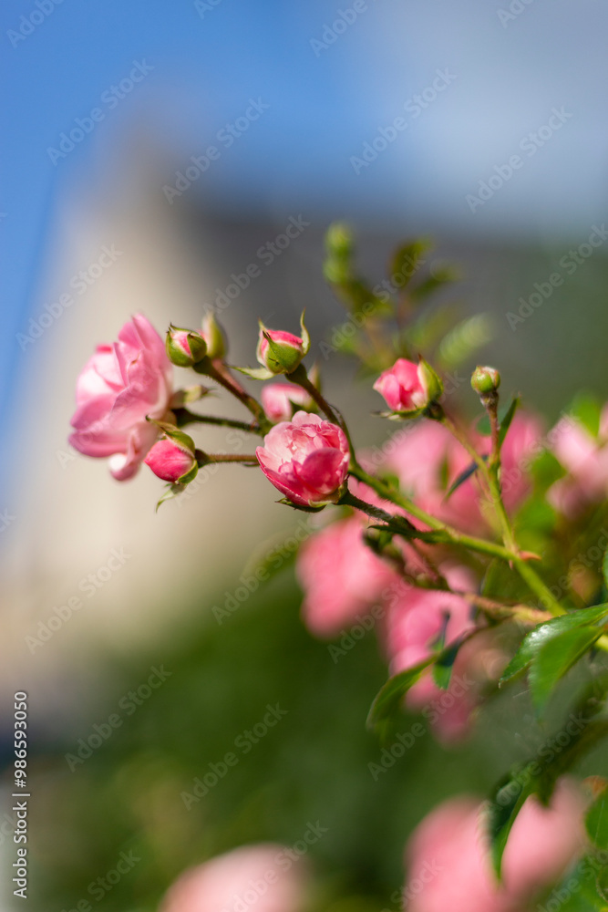 Obraz premium Fleur au printemps