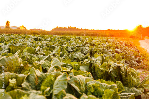Golden Sunrise Over a Green Cabbage Field - Close-Up of Lush Leaves in a Sunlit Rural Landscape