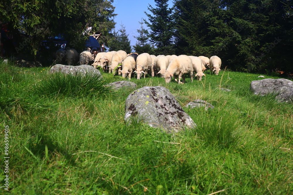 herd of mountain sheep graze on the grass (traditional grazing in Tatra Mountains in Poland) herd of mountain sheep graze on the grass (traditional grazing in Tatra Mountains in Poland)