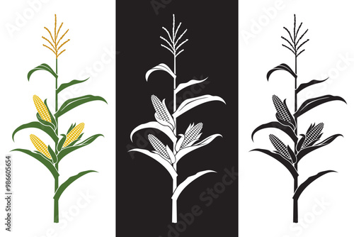 collection of corn stalk illustrations isolated on white and black background