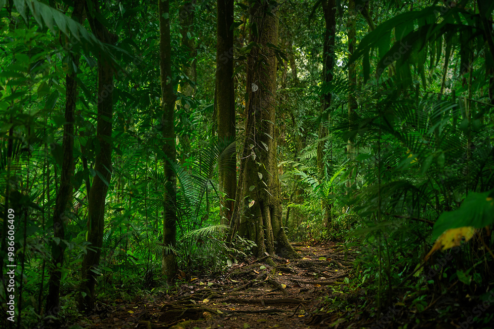 Obraz premium Understory