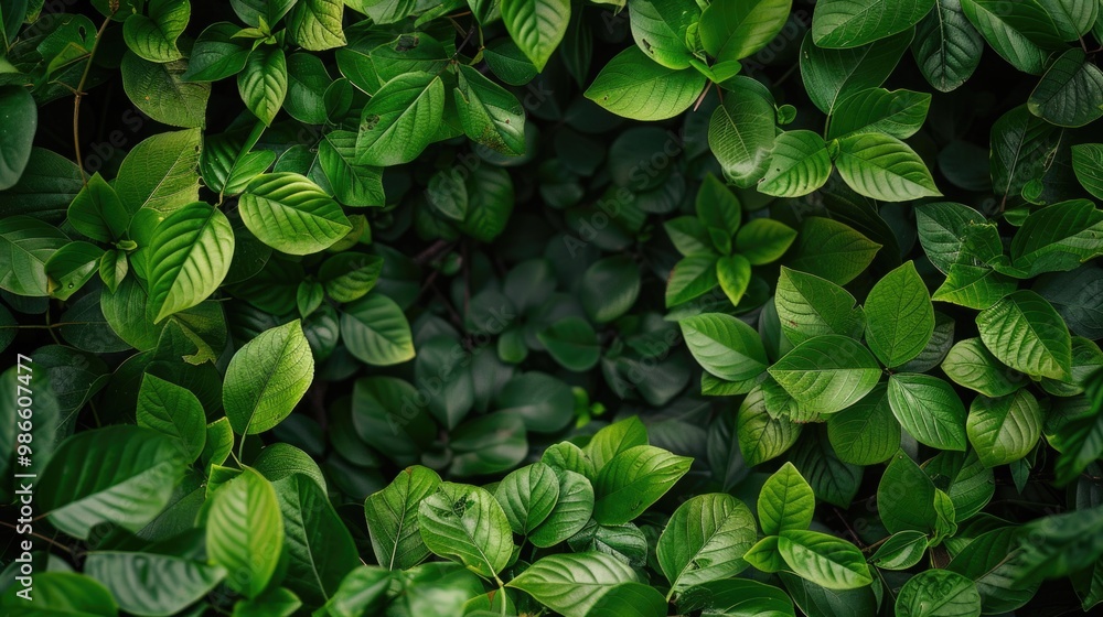 A close-up shot of a cluster of green leaves, great for nature or botanical photography A close-up shot of a cluster of green leaves, great for nature or botanical photography