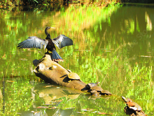 A biguatinga on a log in the middle of a beautiful lagoon with some turtles behind photo