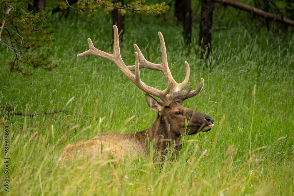 Bull Elk With Tongue Sticking Out Rests In Tall Green Grass Bull Elk With Tongue Sticking Out Rests In Tall Green Grass