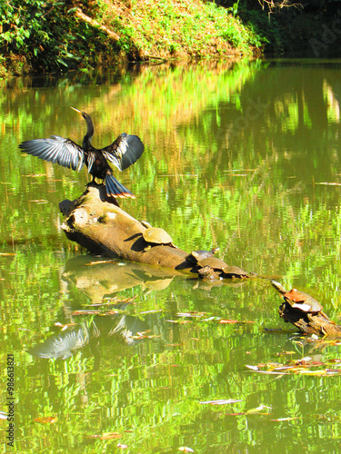 A biguatinga on a log in the middle of a beautiful lagoon with some turtles behind photo