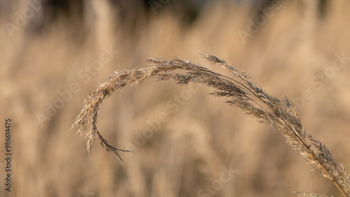 Gräser Wiesengras Feldweg Feldrand Sommer feld Detail Nahaufnahme gold photo