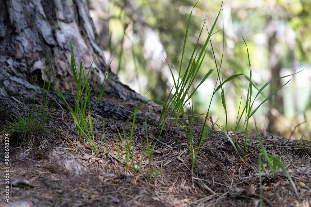 Green grass shoots at the base of a tree trunk in a spring forest Green grass shoots at the base of a tree trunk in a spring forest