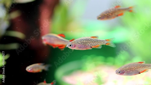 Aquarium fish celestial pearl danio Margaritatus Galaxy Microrasbora. Macro view rasbora. bright blue body pearly dots, orange red fins tails. 