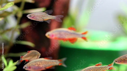 Aquarium fish celestial pearl danio Margaritatus Galaxy Microrasbora. Macro view rasbora. bright blue body pearly dots, orange red fins tails. 
