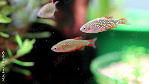 Aquarium fish celestial pearl danio Margaritatus Galaxy Microrasbora. Macro view rasbora. bright blue body pearly dots, orange red fins tails.  photo