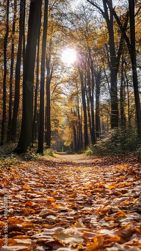 Sunbeams Through Autumn Trees and Fall Foliage Path