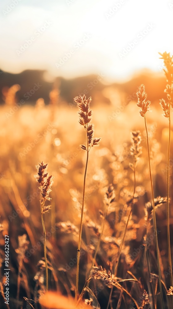 Golden Hour Grass Field with Sun Shining Through Golden Hour Grass Field with Sun Shining Through