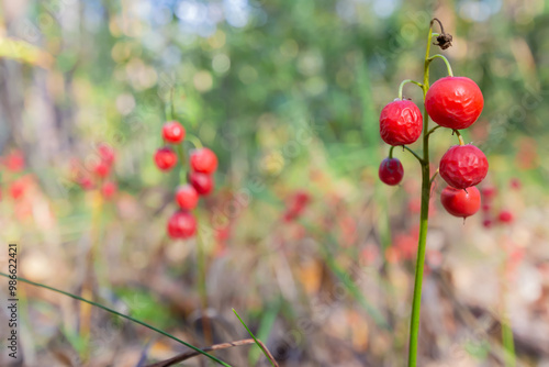 A meadow of lilies of the valley with red berries in the forest. Selective focus
