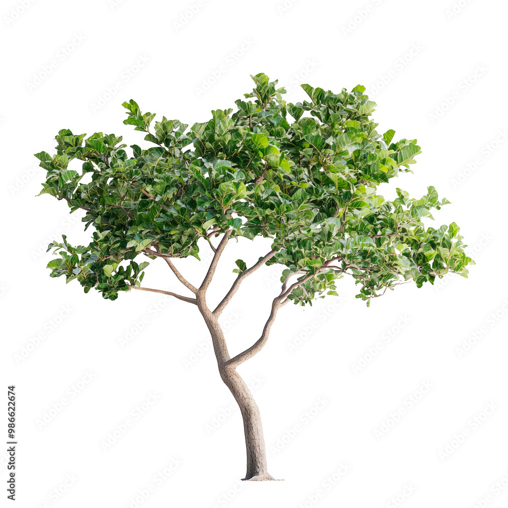 Lush fig tree with plump, juicy figs nestled among dense green leaves, isolated on white, perfect for showcasing the richness and timeless appeal of these iconic Mediterranean fruits Lush fig tree with plump, juicy figs nestled among dense green leaves, isolated on white, perfect for showcasing the richness and timeless appeal of these iconic Mediterranean fruits