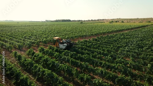 GRAPE HARVESTER, ORBIT AROUND IT WHILE HARVESTING IN THE MIDDLE OF A VINEYARD FROM THE SIDE TO THE REAR