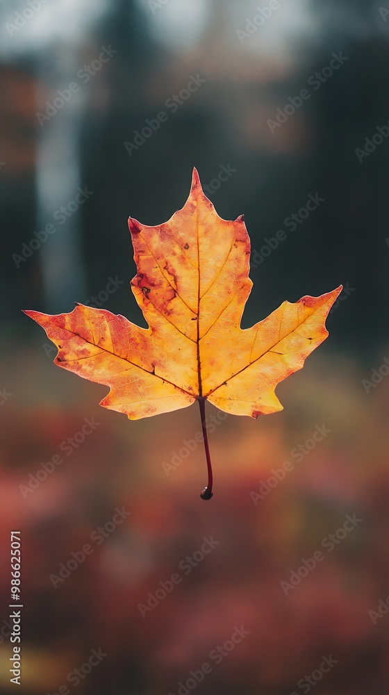 Single Maple Leaf Isolated On Blurry Autumn Background Single Maple Leaf Isolated On Blurry Autumn Background
