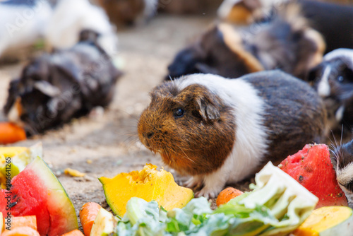 A lively gathering of guinea pigs enjoying fresh vegetables in a cozy outdoor setting photo