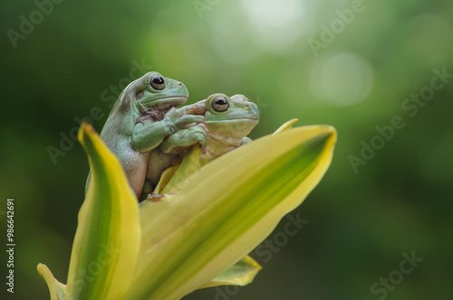 Two green frog on a leaf