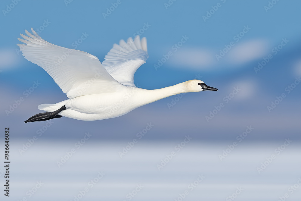 Swan gracefully flying over a serene winter landscape with snow-covered terrain Swan gracefully flying over a serene winter landscape with snow-covered terrain