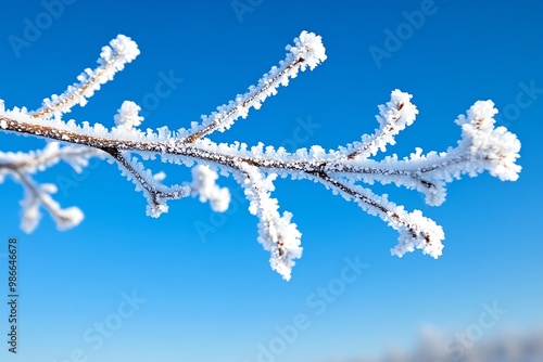 A close-up of barren branches covered in frost, capturing the stillness and cold of winter photo