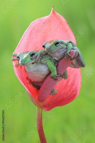 two frog on a red leaf