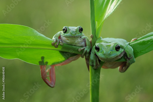 two green frog on a leaf