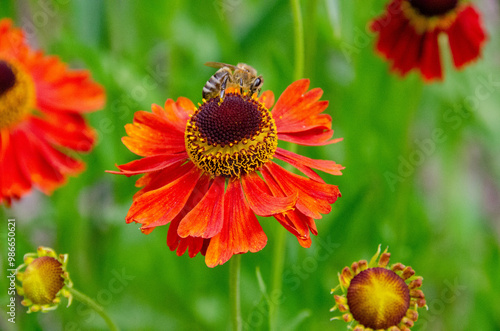 Wetern Honey Bee Apis mellifera on helenium flower photo