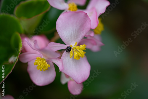 Beetle on a flower