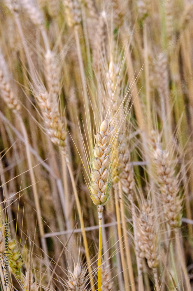Rural scenery. Background of ripening ears of wheat field and sunlight. Crops field. Selective focus. Field landscape. High quality photo Rural scenery. Background of ripening ears of wheat field and sunlight. Crops field. Selective focus. Field landscape. High quality photo