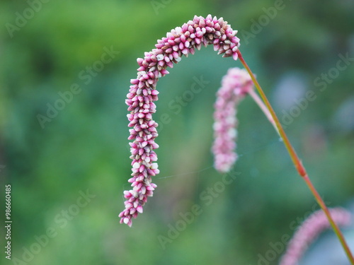 persicaria closeup