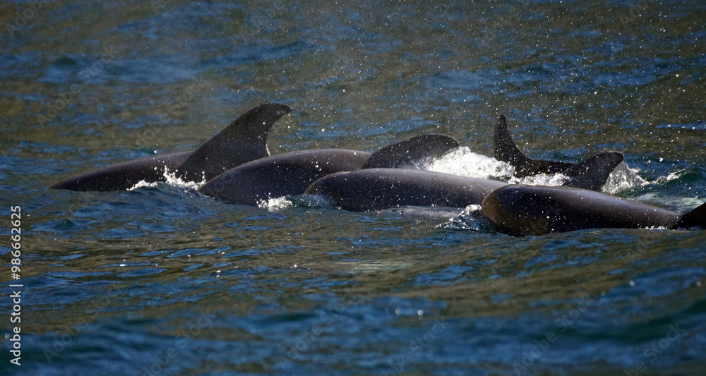Fototapeta premium Delphinschule