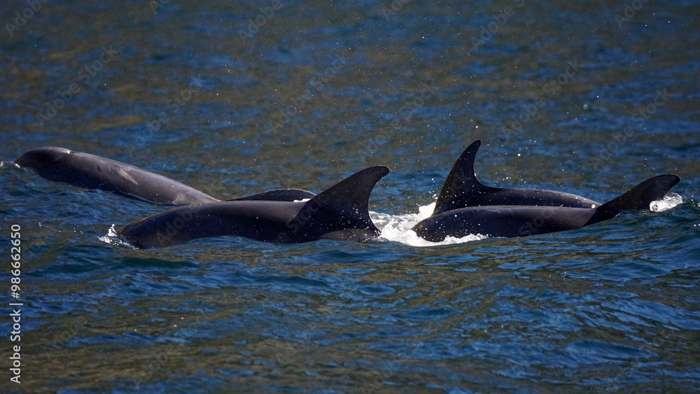 Fototapeta premium Delphinschule