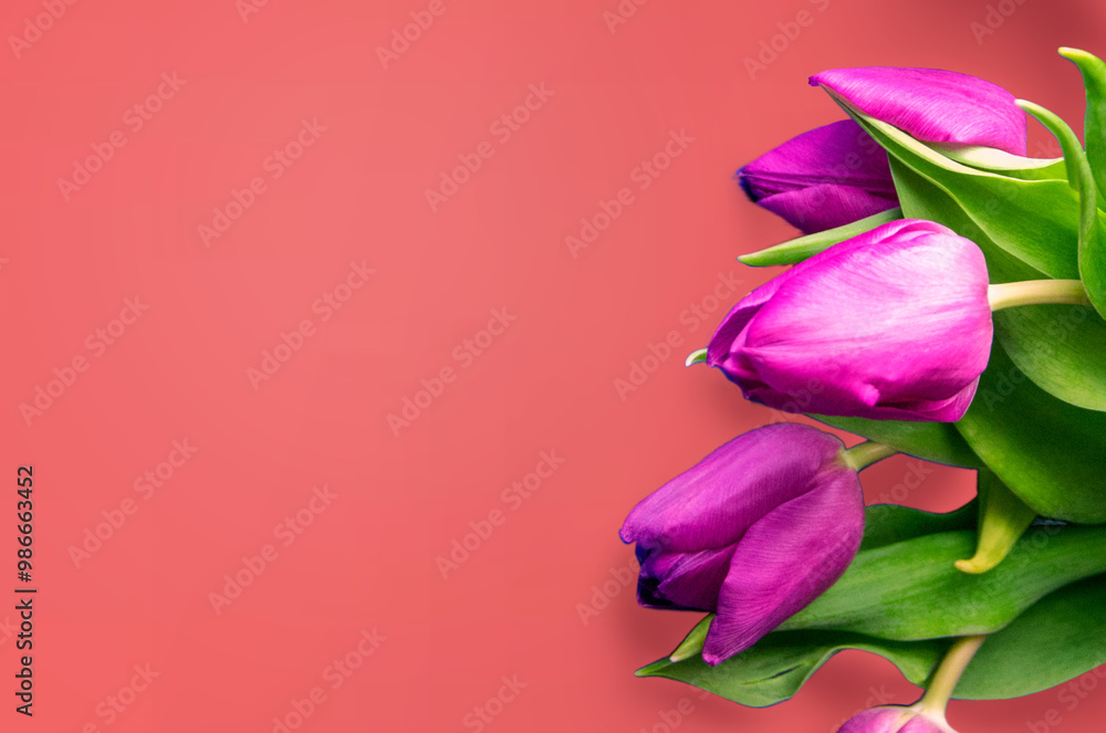 Tongue fresh tulips usually considered as innocence flowers and are an extremely pleasant surprise when we give them just without a chance. On wooden background. Tulips on old boards, spring concept. Tongue fresh tulips usually considered as innocence flowers and are an extremely pleasant surprise when we give them just without a chance. On wooden background. Tulips on old boards, spring concept.