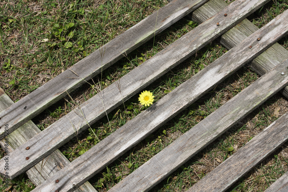 Texas dandelion growing through a wooden palette in the grass Texas dandelion growing through a wooden palette in the grass