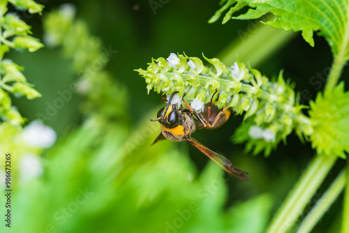 紫蘇の花に飛来し蜜を吸うスズバチ photo