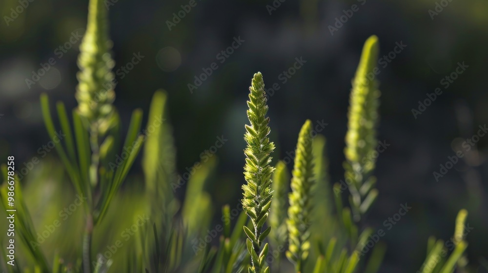 Silhouetted horsetail spikes against a backlit setting, emphasizing the plant's linear form and prehistoric characteristics. Prehistoric plants, prehistoric botanicals concept. Silhouetted horsetail spikes against a backlit setting, emphasizing the plant's linear form and prehistoric characteristics. Prehistoric plants, prehistoric botanicals concept.